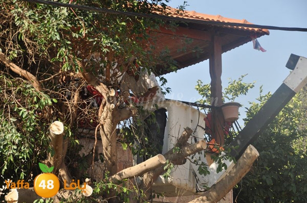 trees lud 1112 (2).JPG